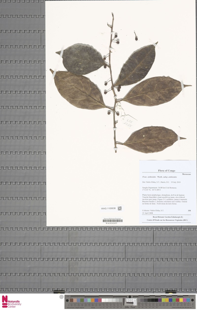Ficus ardisioides subsp. ardisioides