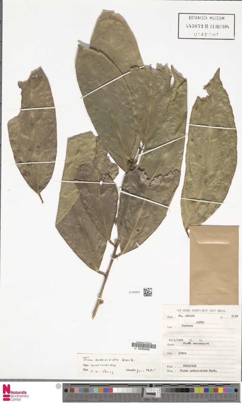 Ficus ardisioides subsp. ardisioides photo 2