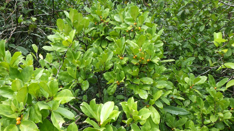 Ficus ardisioides subsp. camptoneura