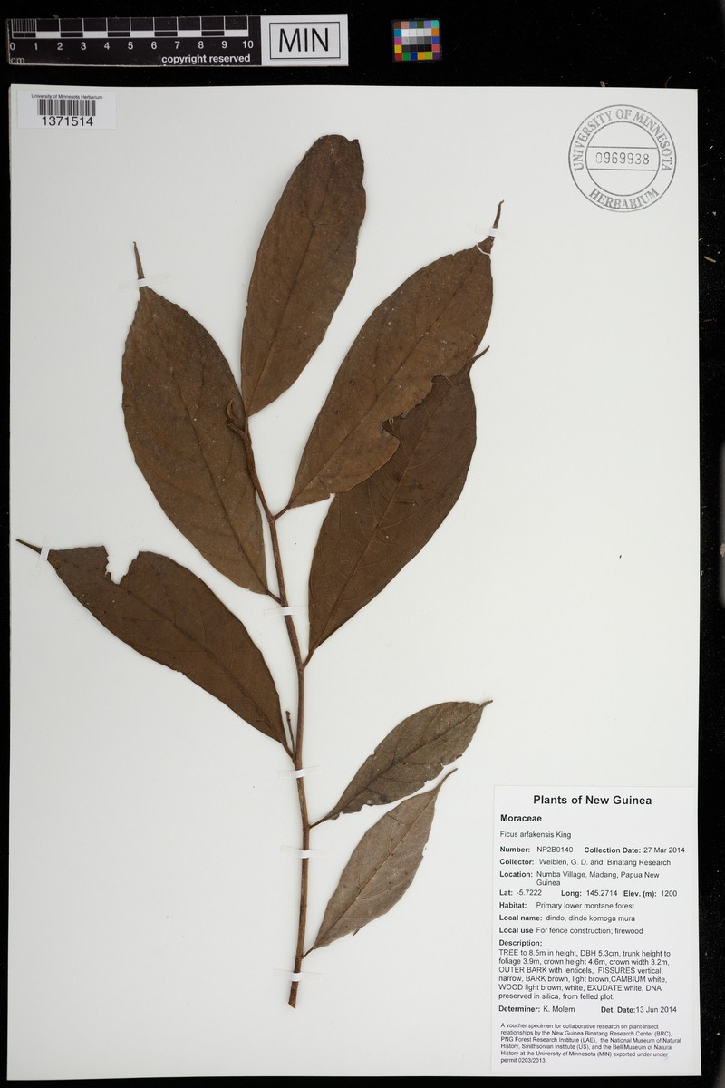 Ficus arfakensis