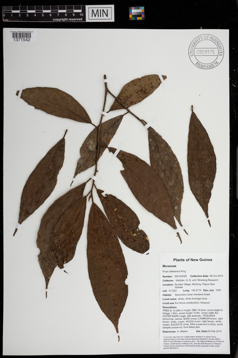 Ficus arfakensis photo 2