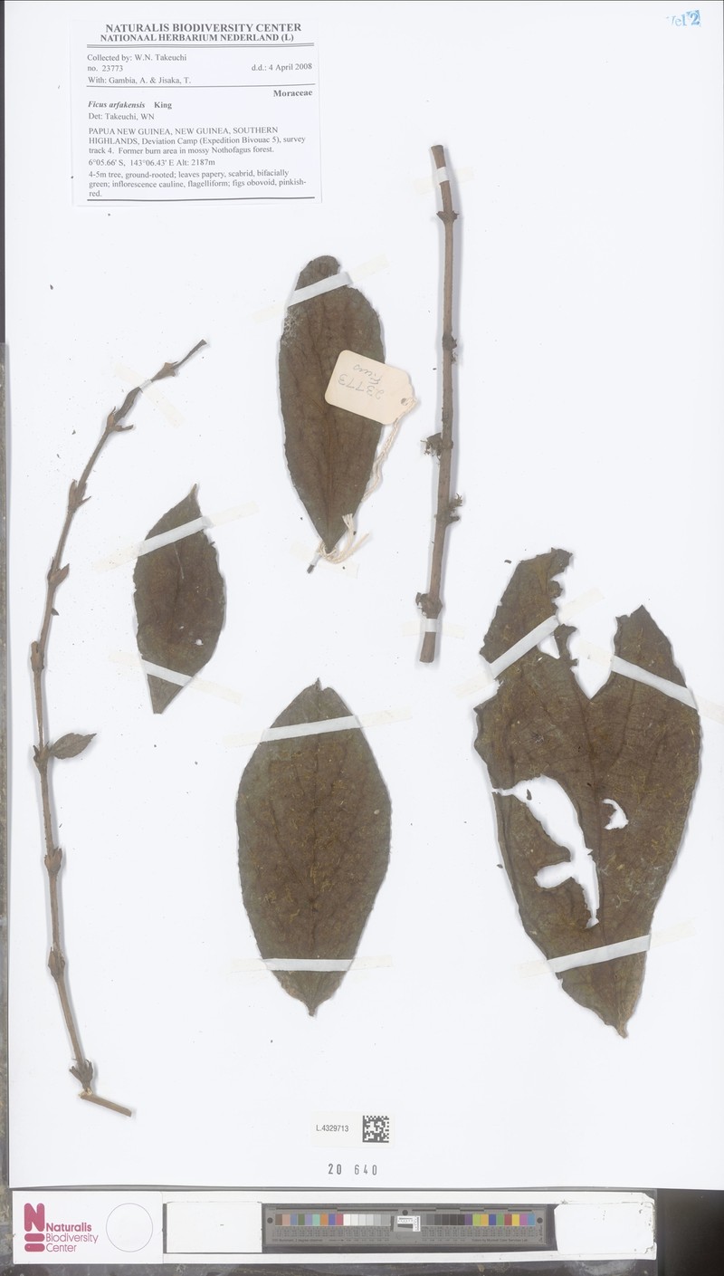 Ficus arfakensis photo 3