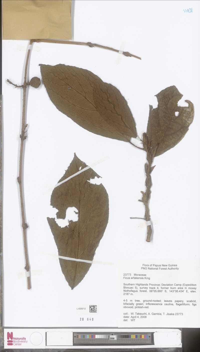 Ficus arfakensis photo 4