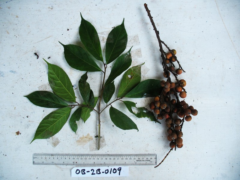 Ficus arfakensis photo 5