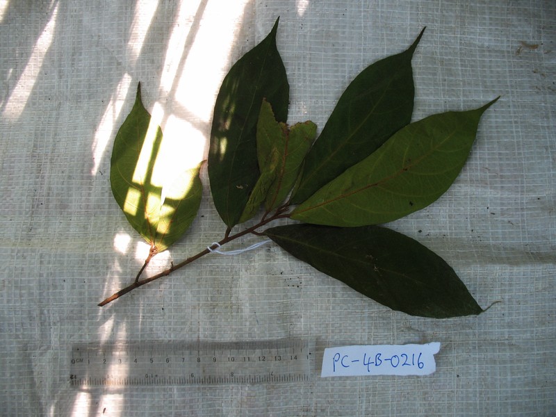 Ficus arfakensis photo 6