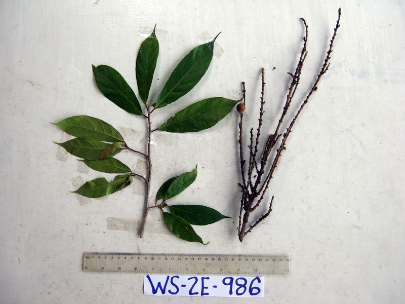 Ficus arfakensis photo 7