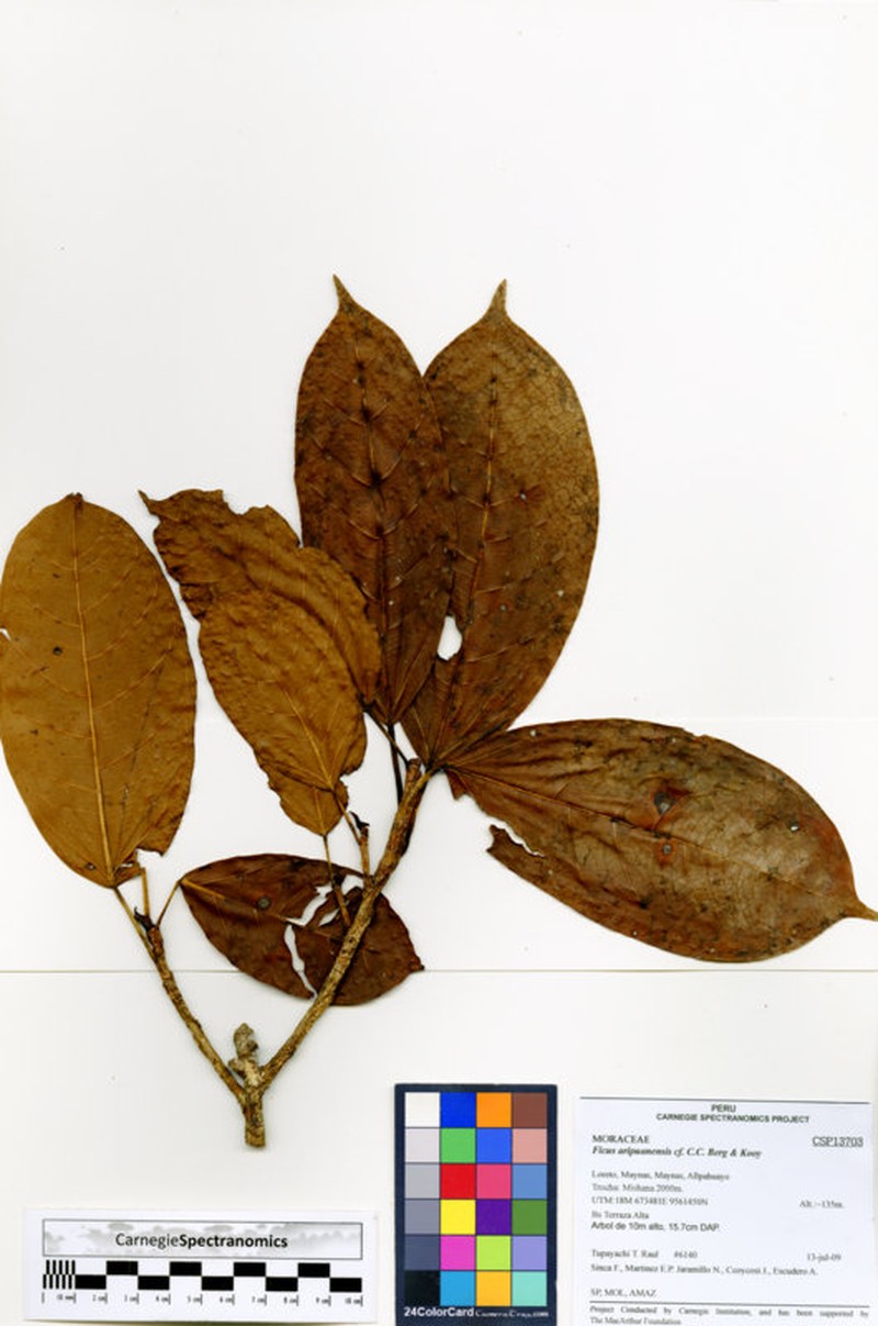 Ficus aripuanensis