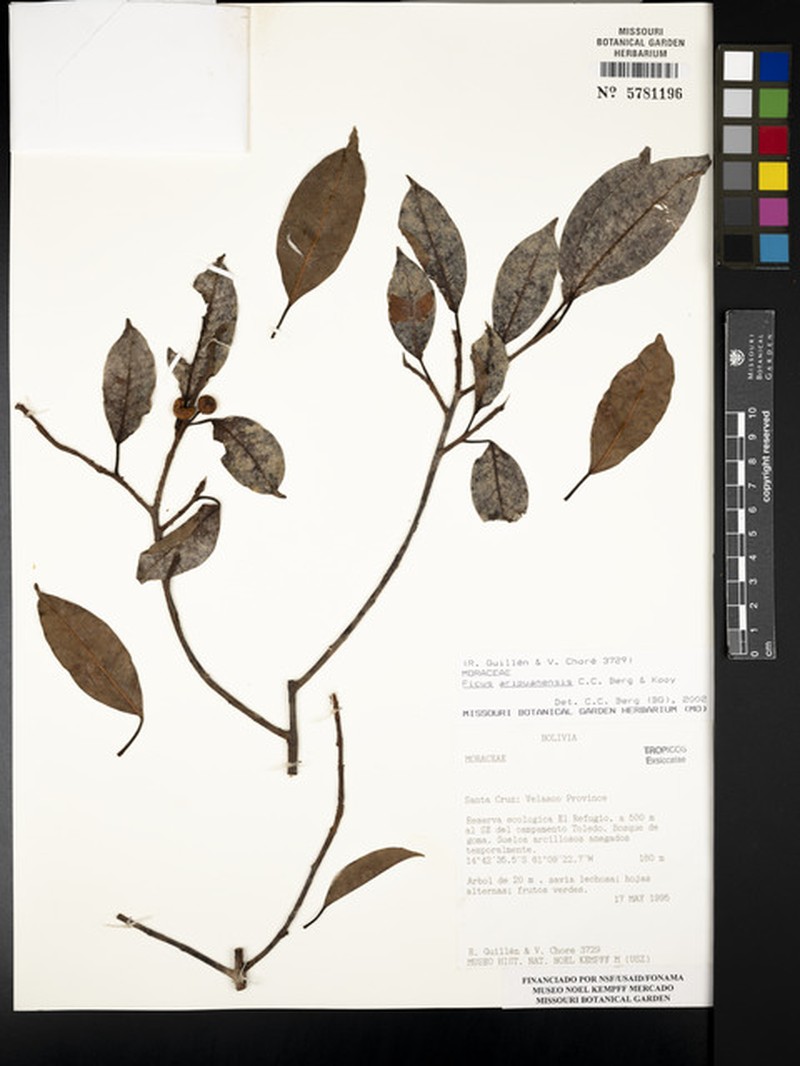 Ficus aripuanensis photo 2