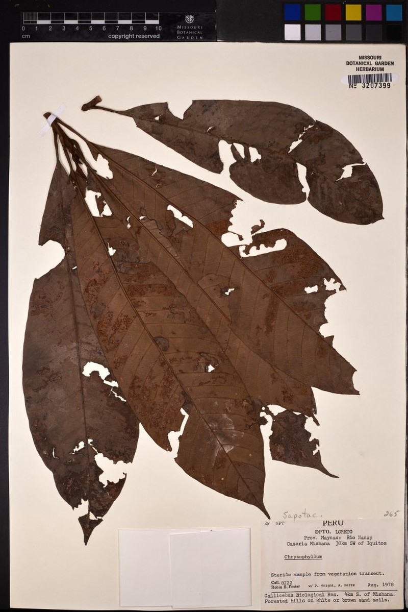 Ficus aripuanensis photo 3