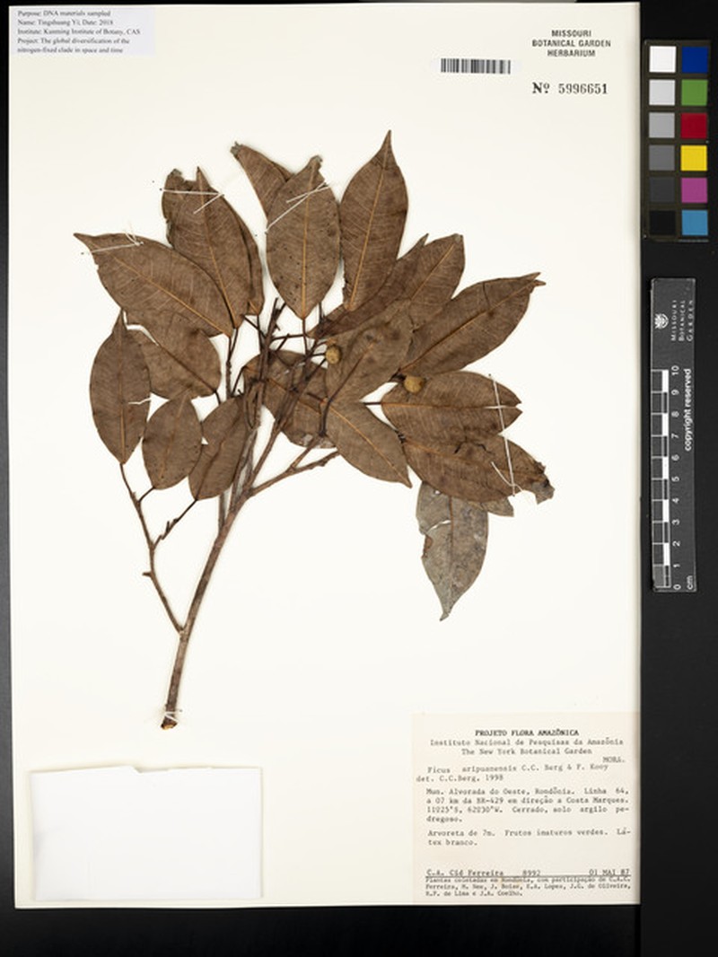 Ficus aripuanensis photo 4