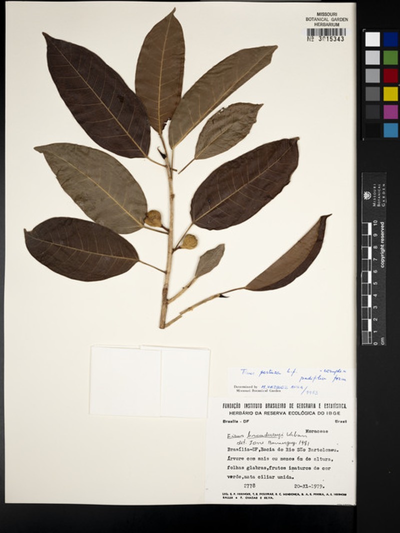 Ficus aripuanensis photo 5