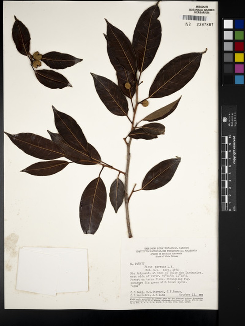 Ficus aripuanensis photo 6
