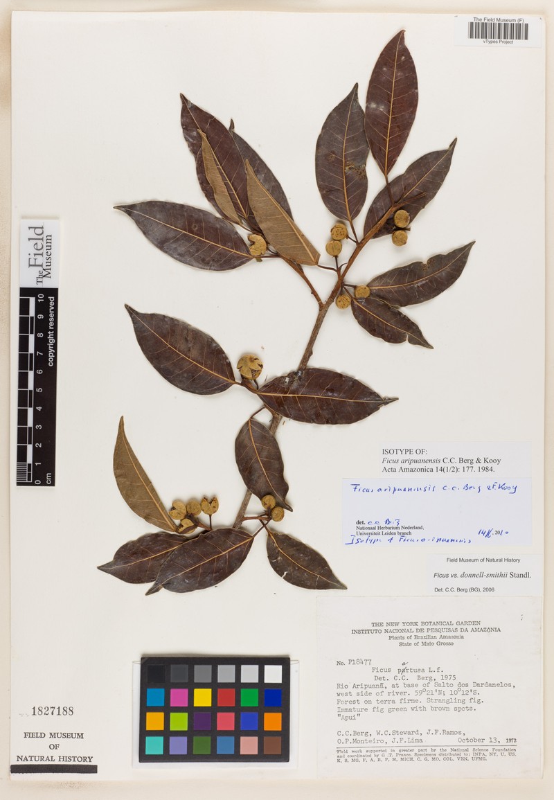 Ficus aripuanensis photo 7