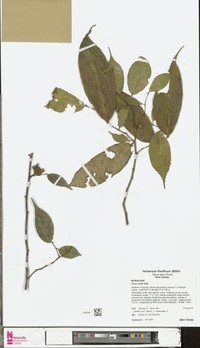 Ficus armitii