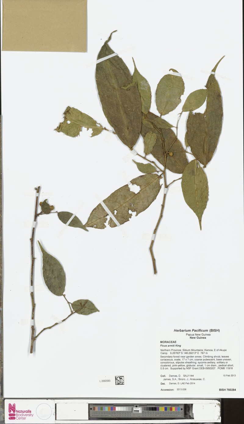 Ficus armitii
