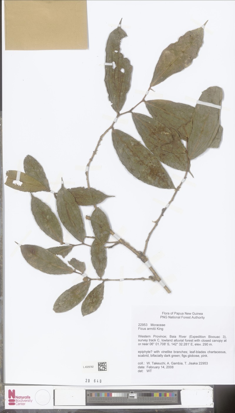 Ficus armitii photo 2