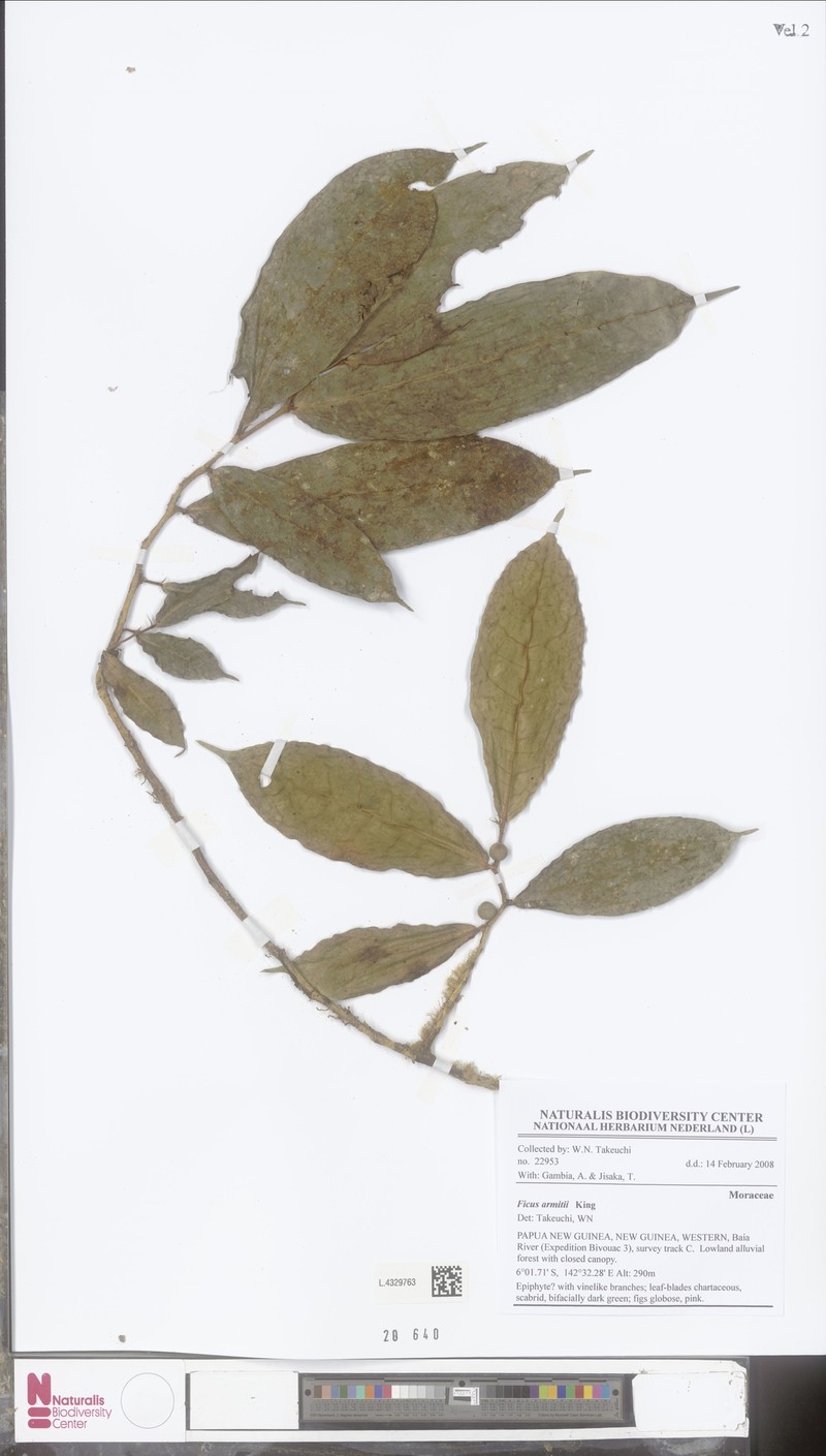 Ficus armitii photo 3