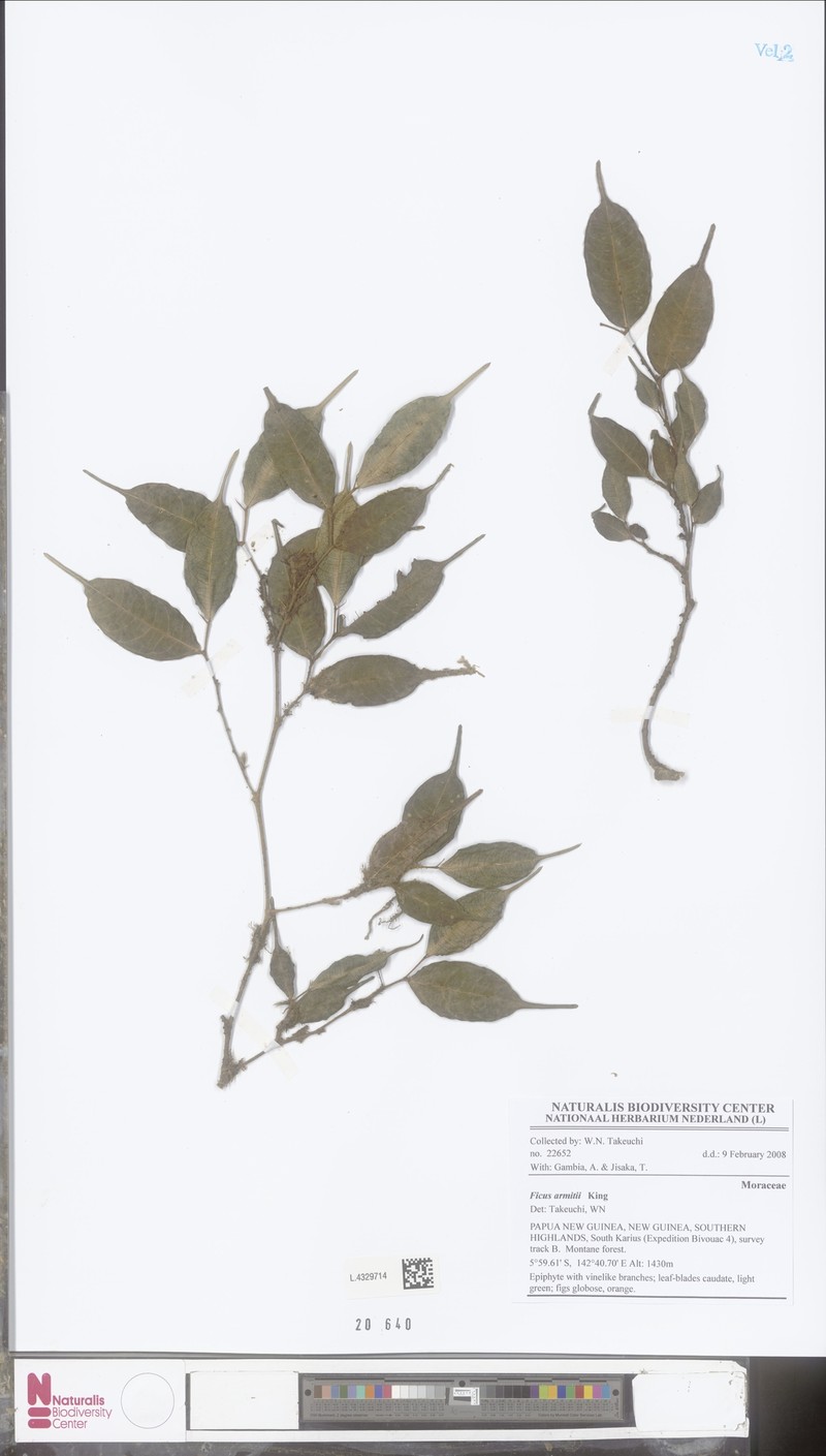 Ficus armitii photo 4