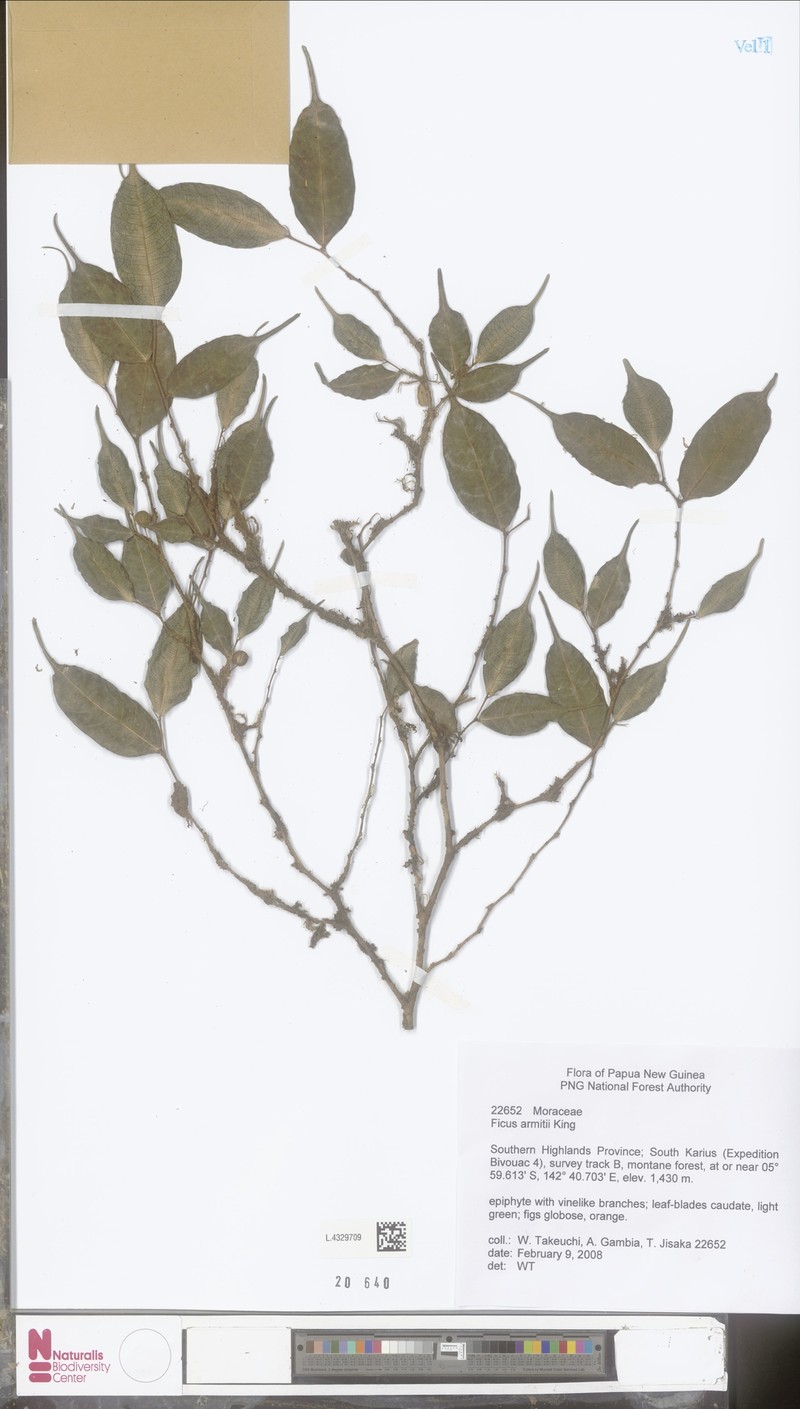 Ficus armitii photo 5