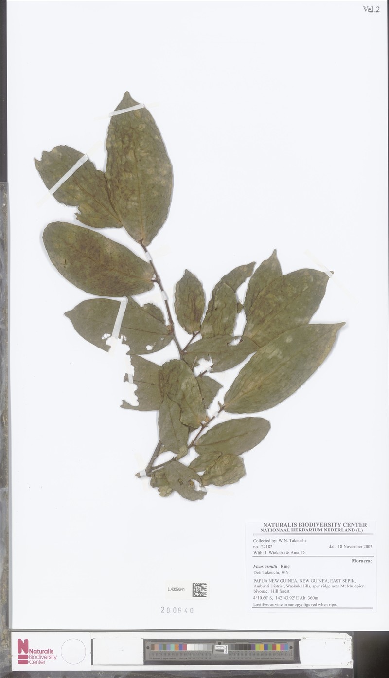 Ficus armitii photo 6