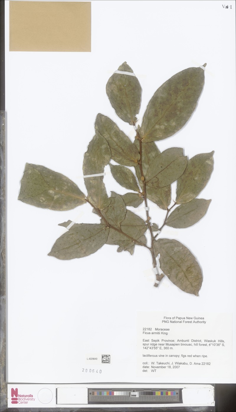 Ficus armitii photo 7