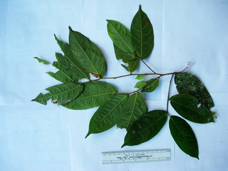 Ficus armitii photo 8