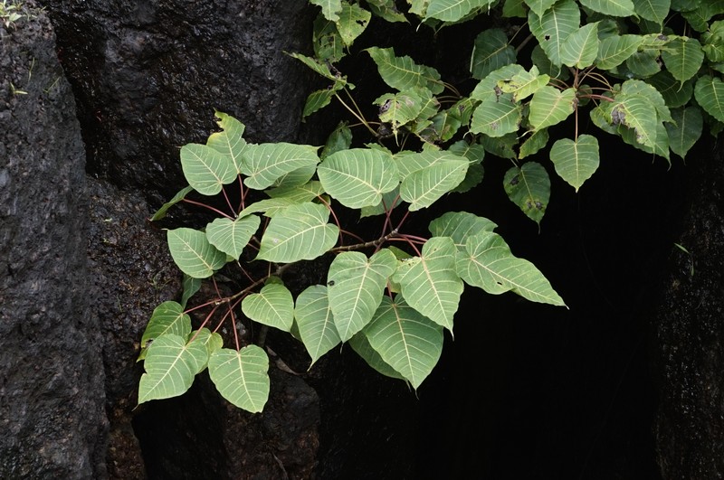 Ficus arnottiana photo 2