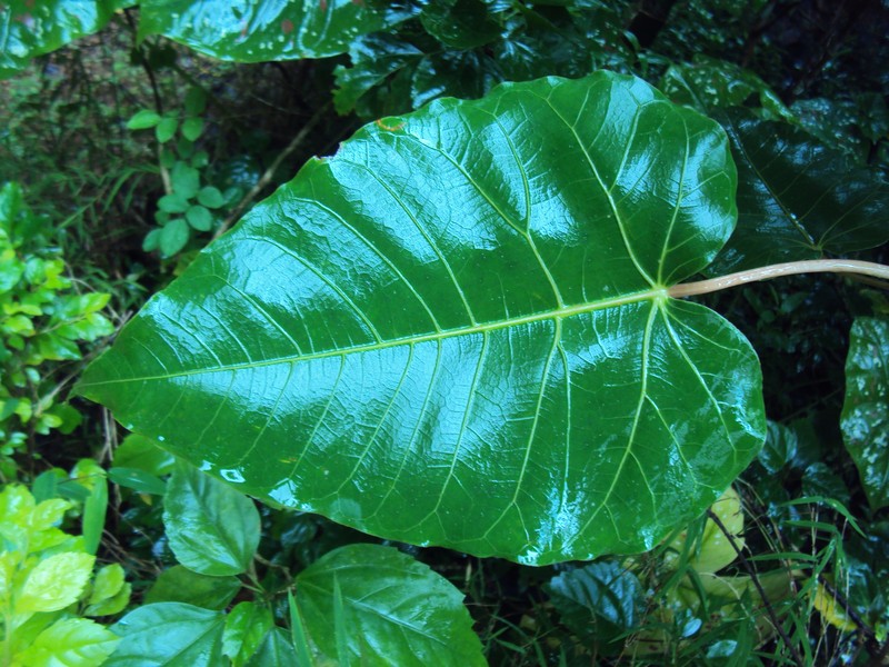 Ficus arnottiana photo 3