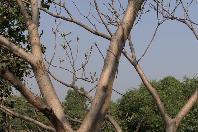 Ficus arnottiana photo 5