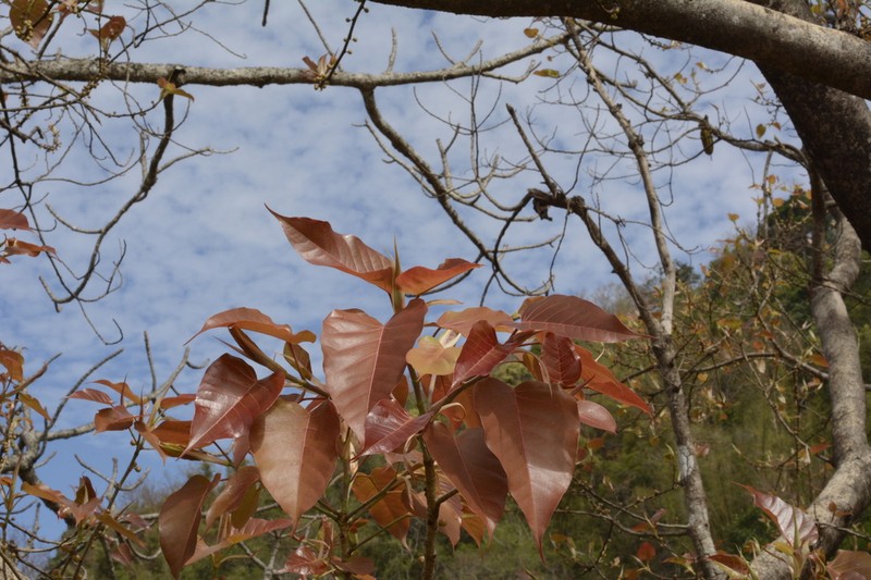 Ficus arnottiana photo 7