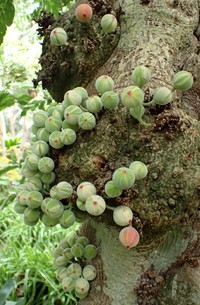 Ficus aspera