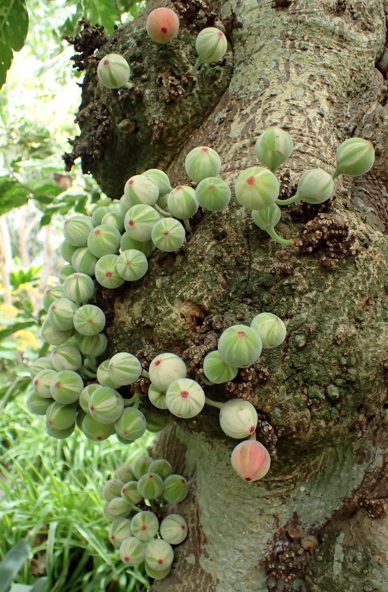 Ficus aspera