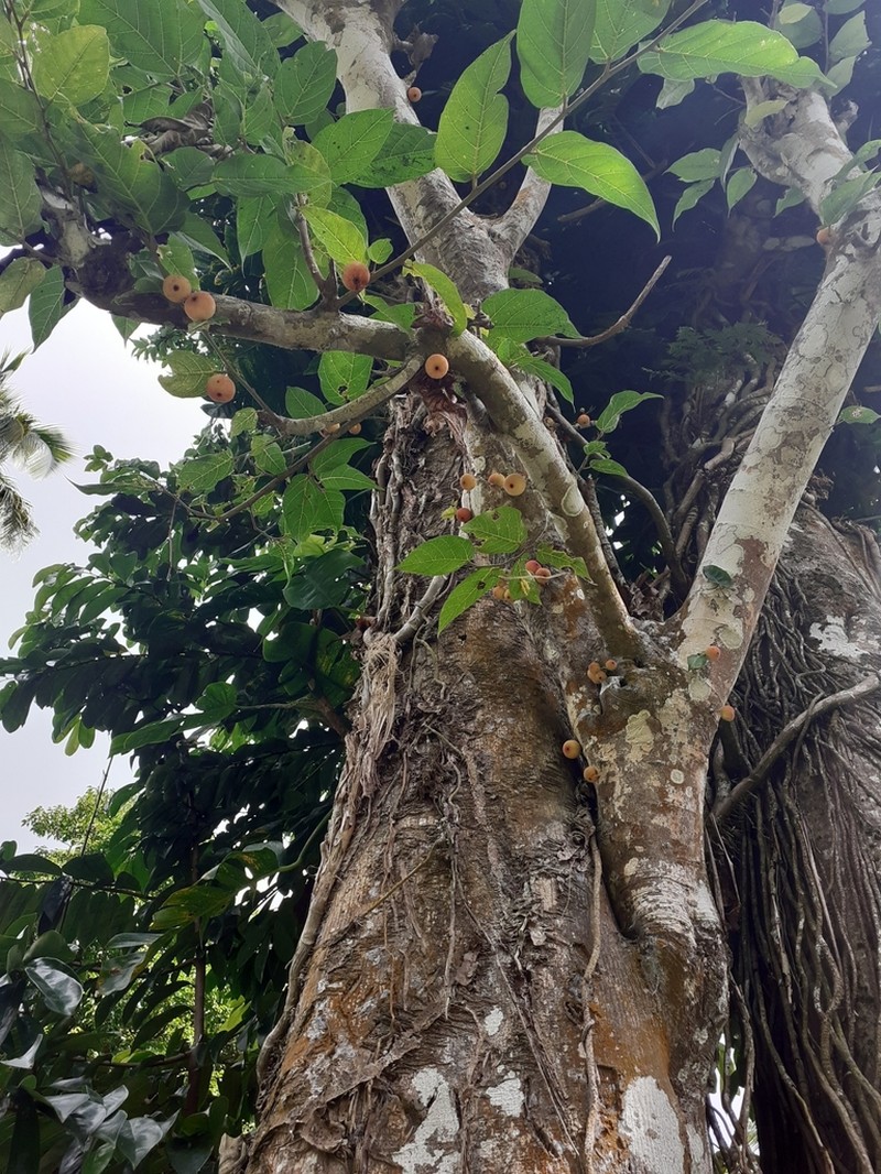 Ficus aspera photo 2