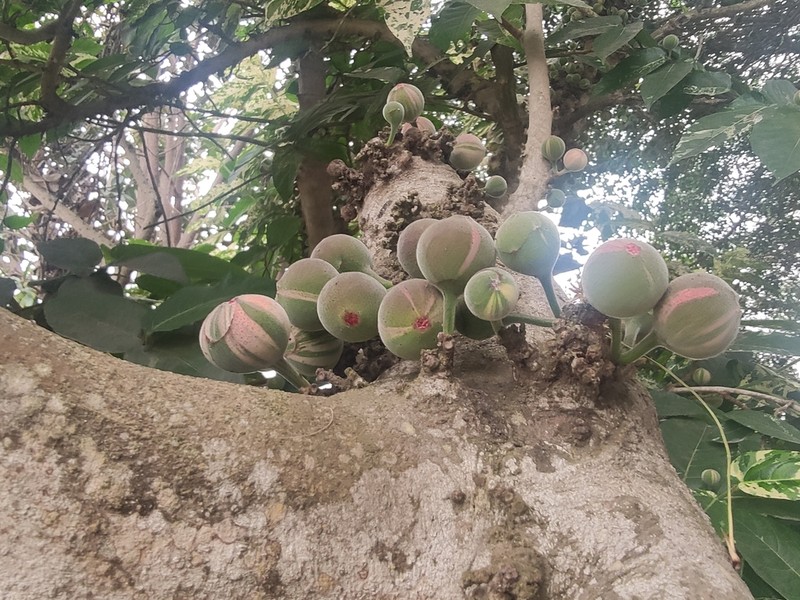 Ficus aspera photo 3