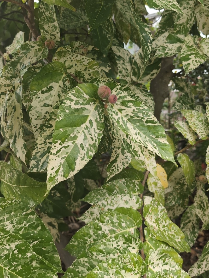 Ficus aspera photo 4
