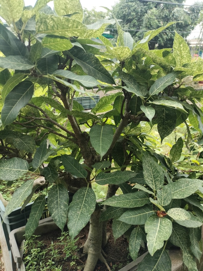 Ficus aspera photo 5