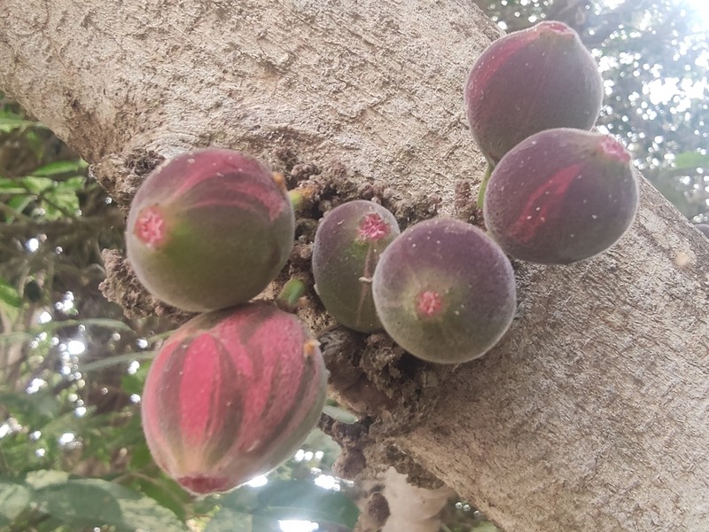 Ficus aspera photo 6
