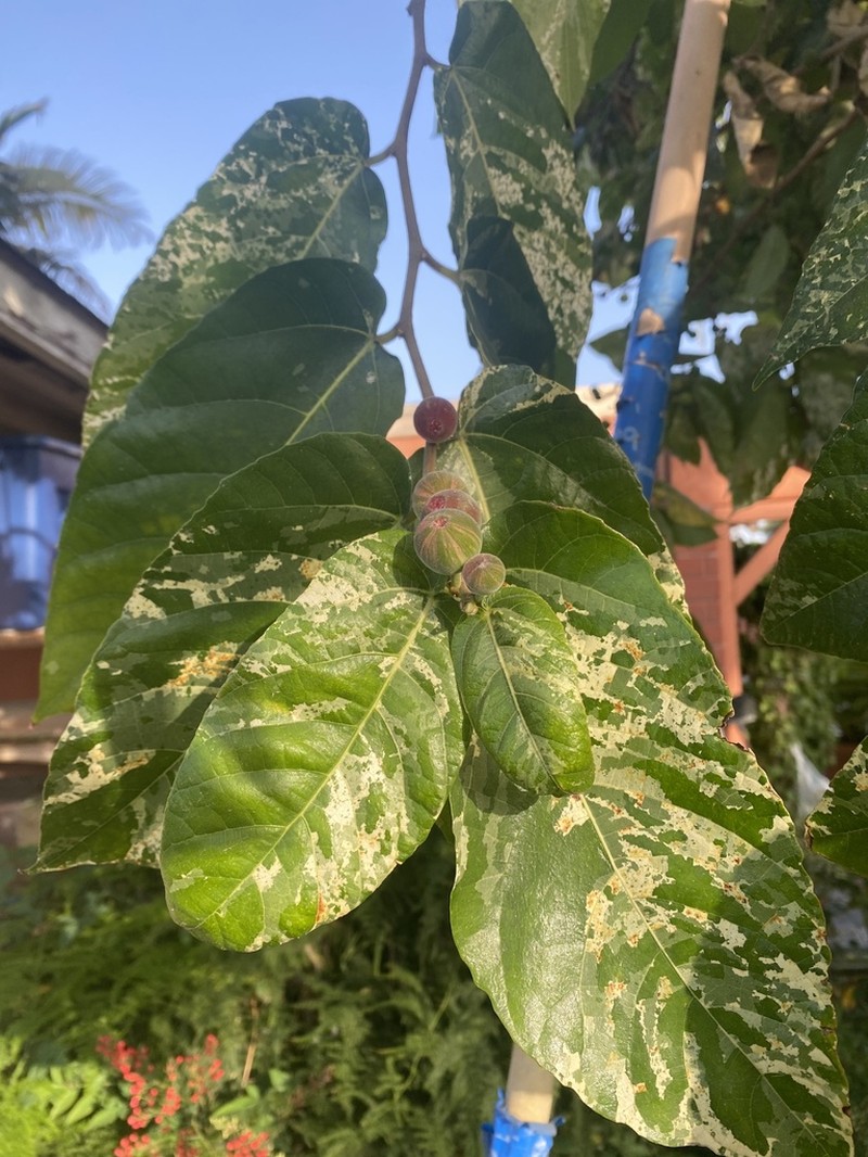 Ficus aspera photo 7