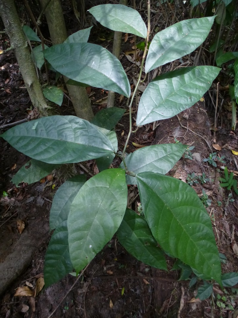 Ficus asperifolia