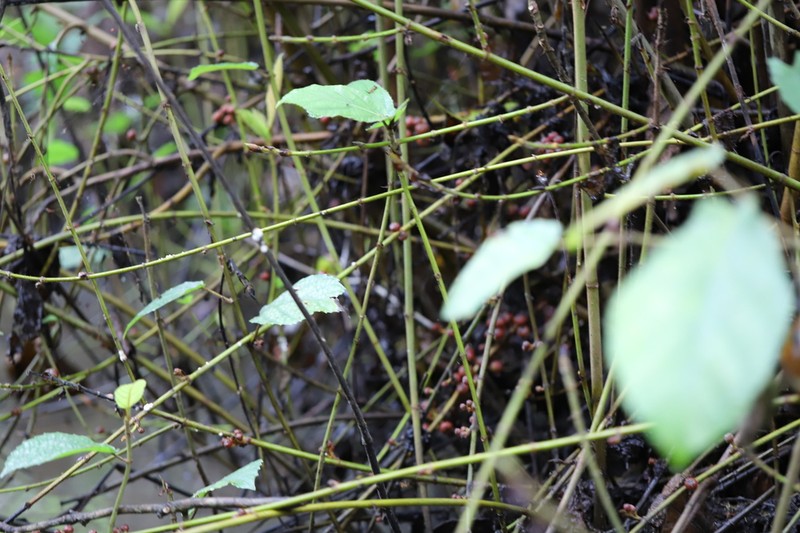 Ficus asperifolia photo 2