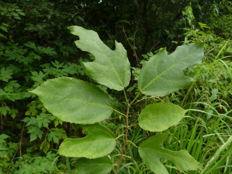 Ficus asperifolia photo 3