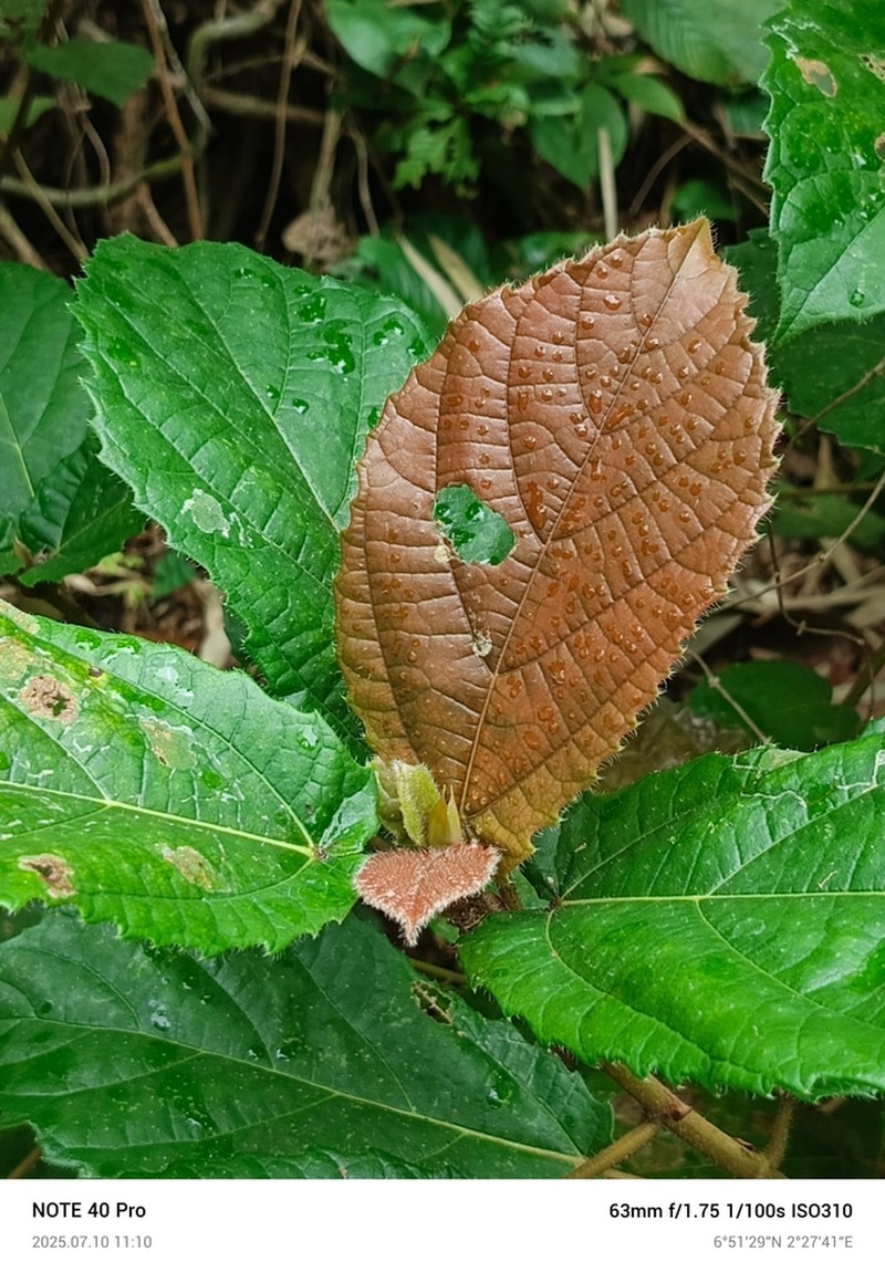 Ficus asperifolia photo 4