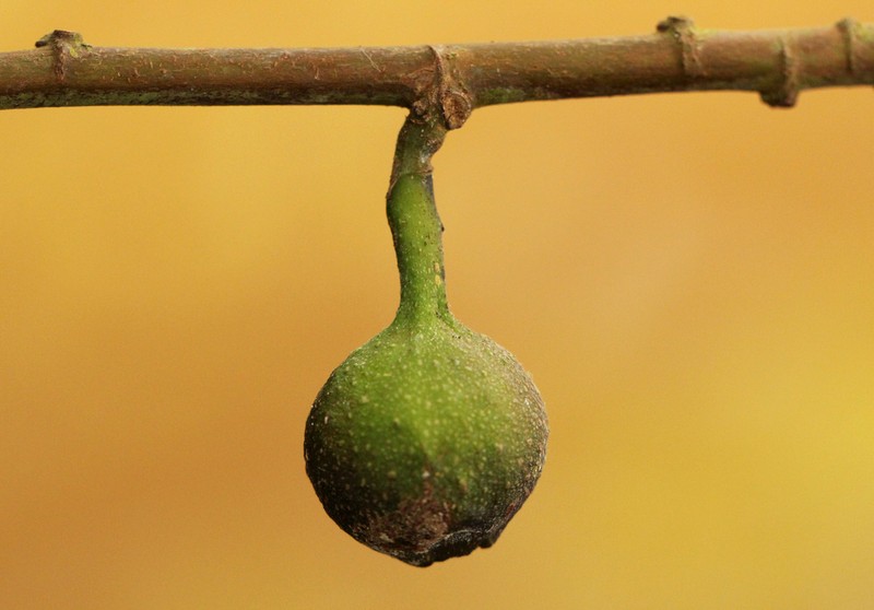 Ficus asperifolia photo 5