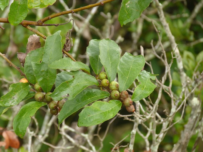Ficus asperifolia photo 6