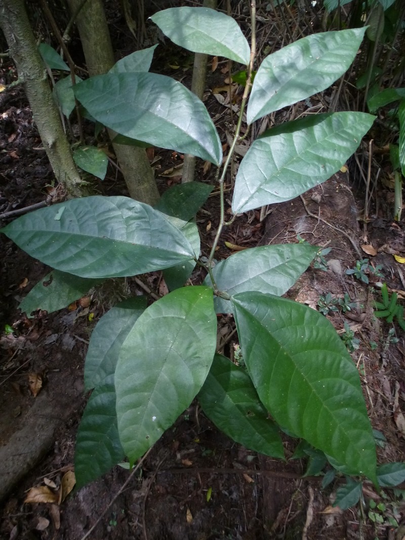 Ficus asperifolia photo 7