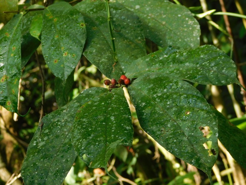 Ficus asperiuscula