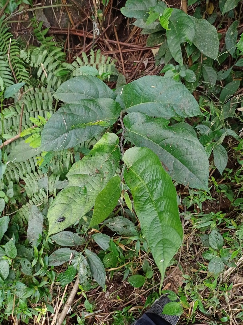 Ficus asperiuscula photo 2