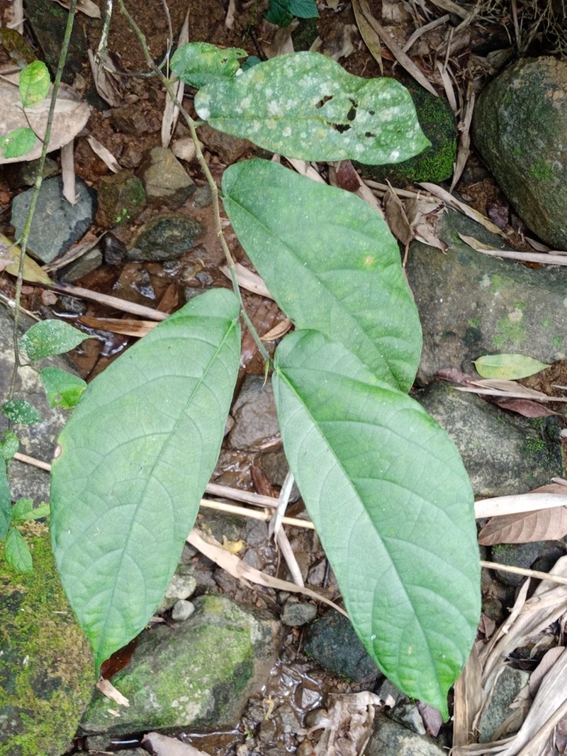 Ficus asperiuscula photo 3