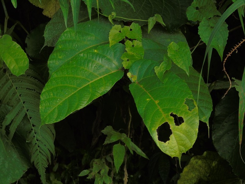 Ficus asperiuscula photo 4