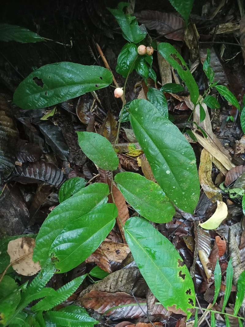 Ficus asperiuscula photo 5